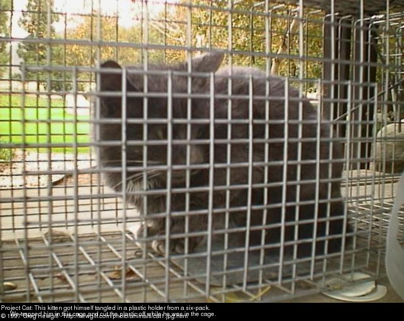 Project Cat: This kitten got himself tangled in a plastic holder from a six-pack. We trapped him in this cage and cut the plastic off while he was in the cage.