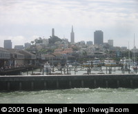 Sea lions (just behind breakwater in front of docks)