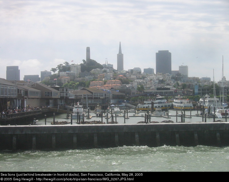 Sea lions (just behind breakwater in front of docks)