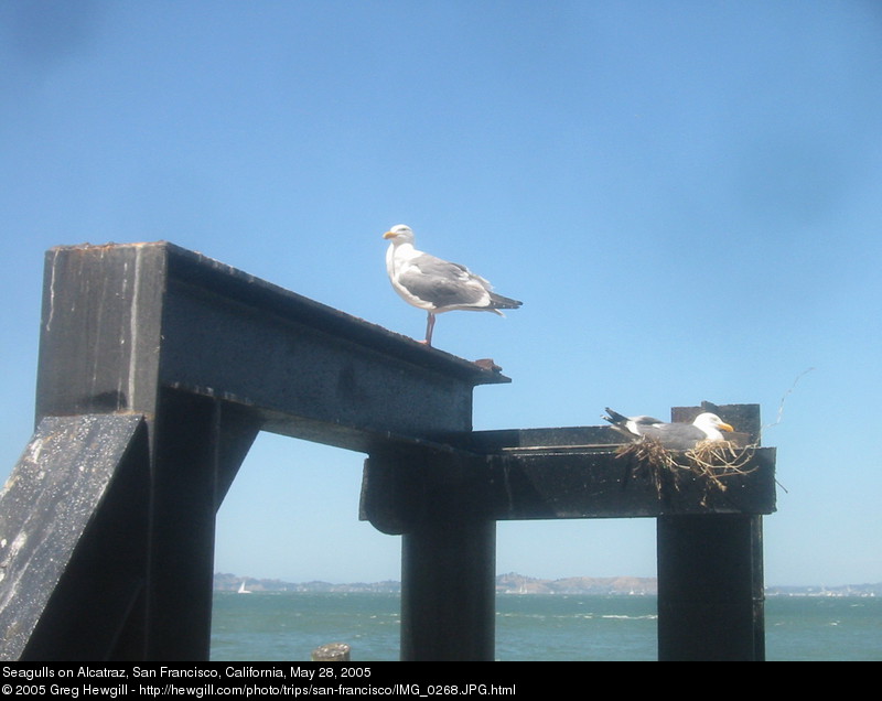 Seagulls on Alcatraz