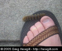 Caterpillar