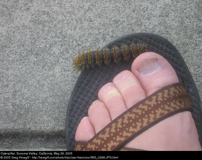 Caterpillar
