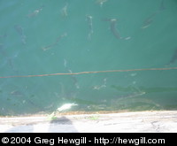 Some fish in the harbor.