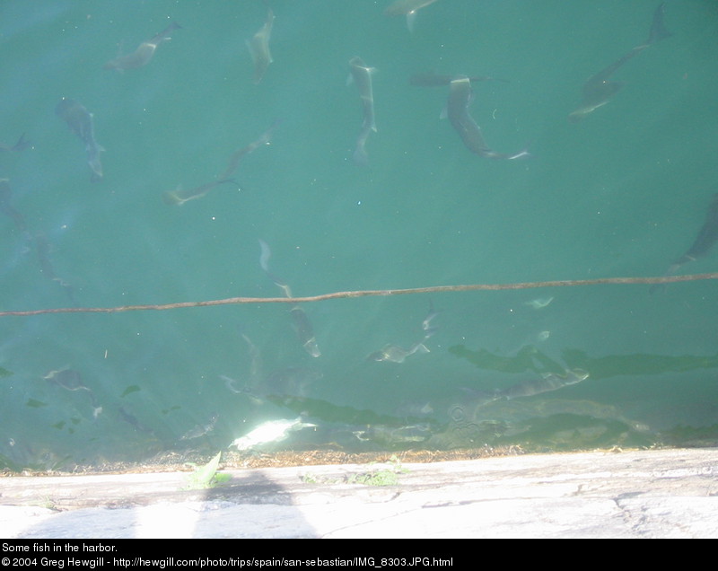 Some fish in the harbor.