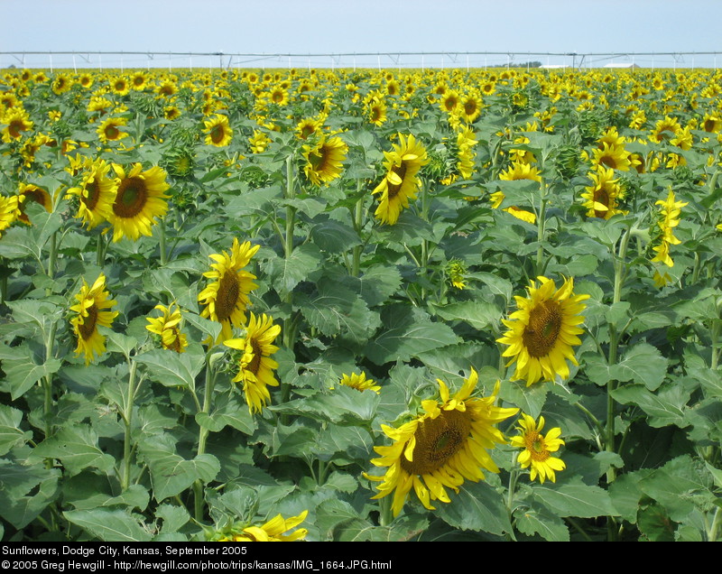 Sunflowers